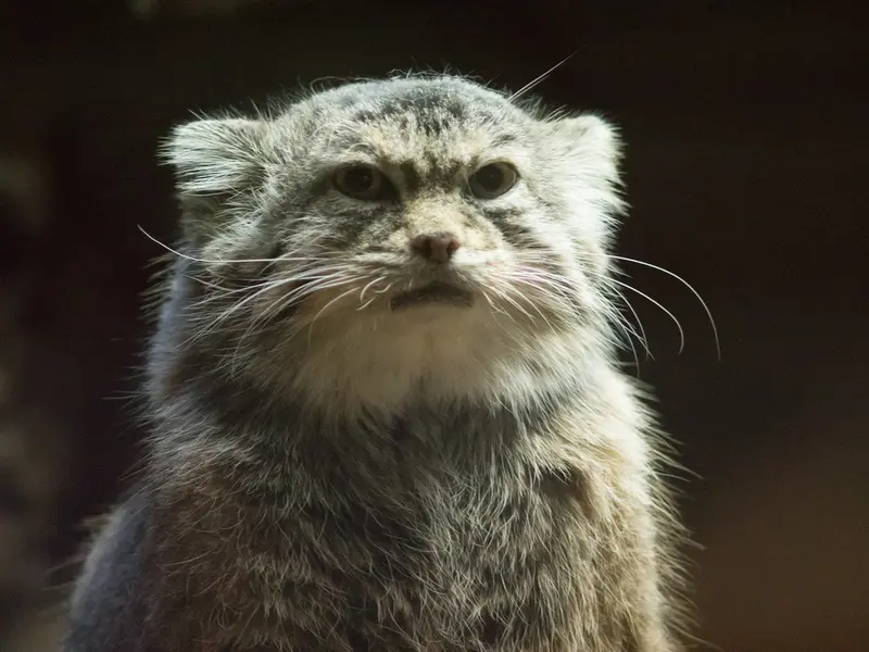 恩賜上野動物園のプリームラの写真