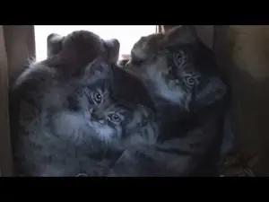 ビッグ・キャット・サンクチュアリのシヴァ、トゥーラとアドゥヴァの動画