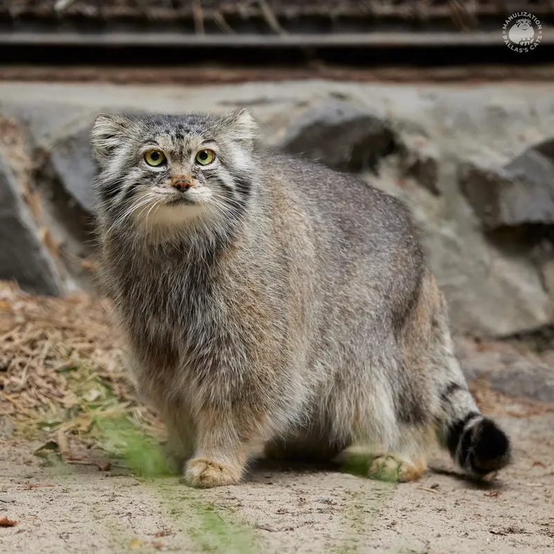 ノヴォシビルスク動物園のラストチカの写真