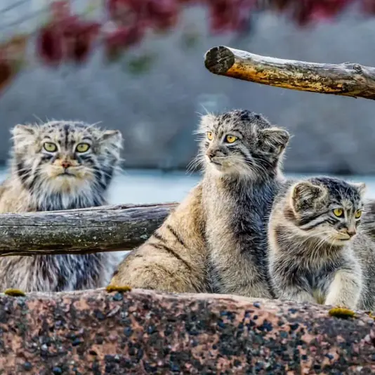 コルケアサーリ動物園のマヌルネコの写真