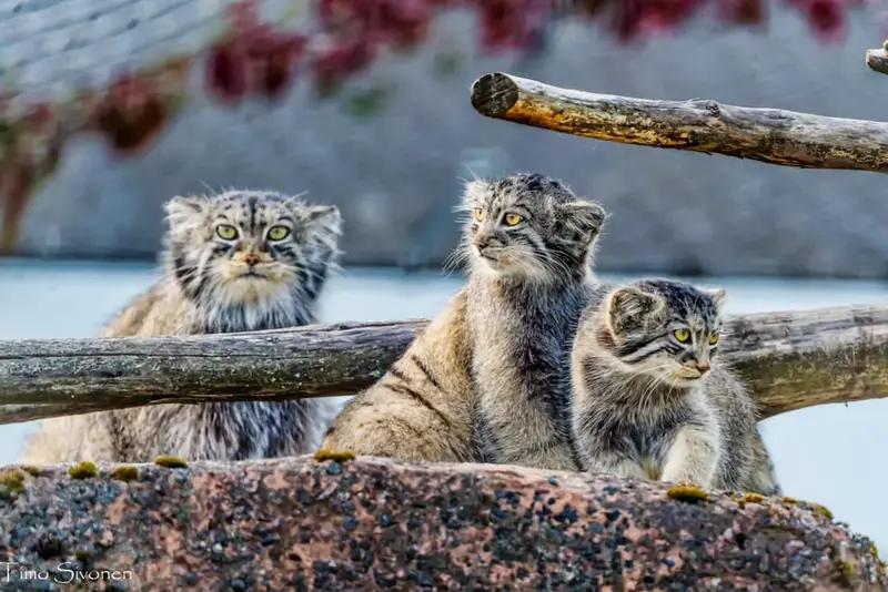コルケアサーリ動物園のマヌルネコの写真