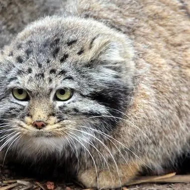 カラコル動物園のクニャージュナ・カラコリスカヤの写真
