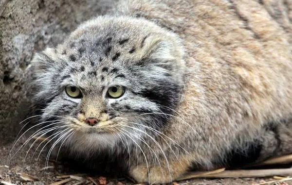カラコル動物園のクニャージュナ・カラコリスカヤの写真