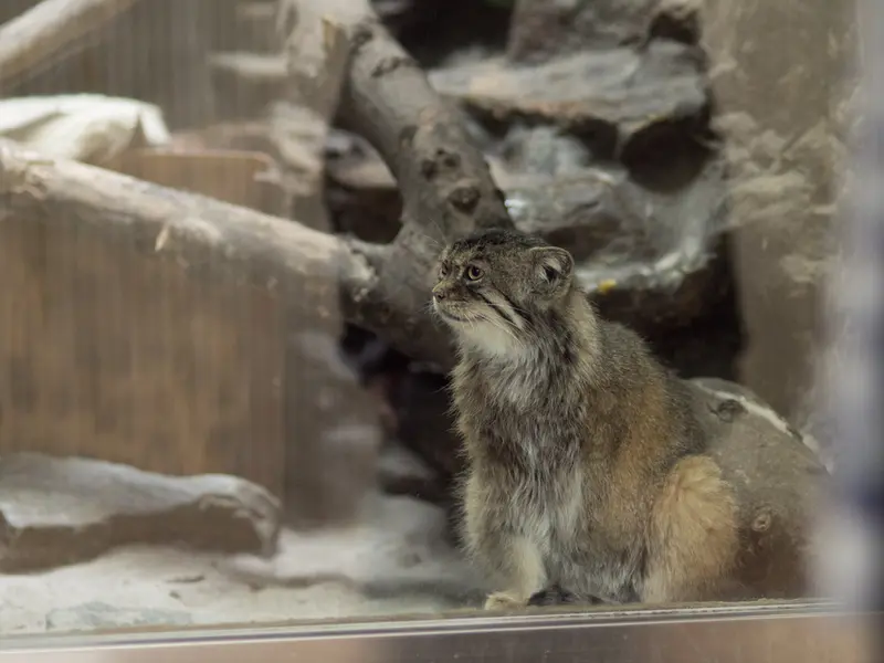恩賜上野動物園のプリームラの写真