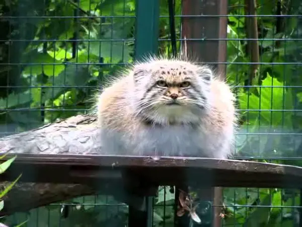 デッサウ動物園のマンニの動画