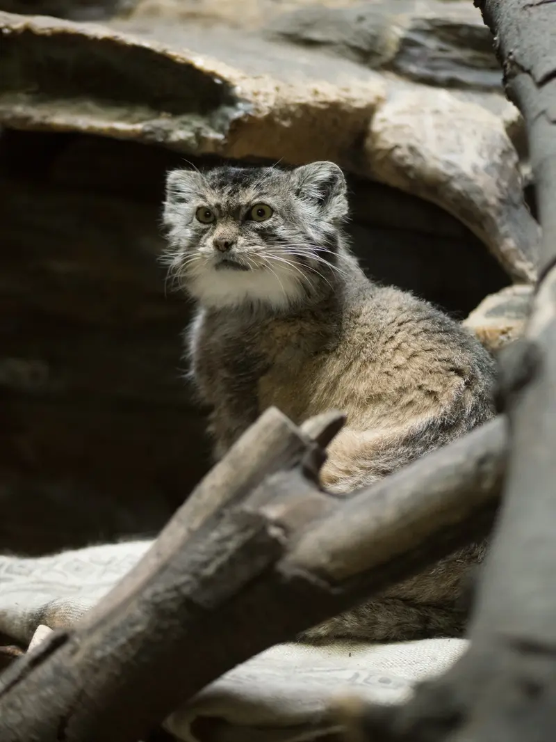 恩賜上野動物園のプリームラの写真