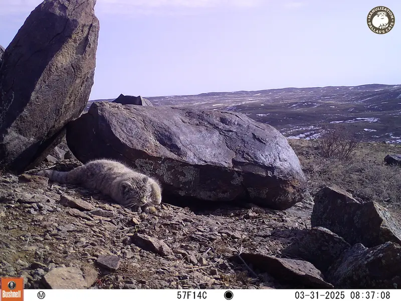 コシュカルカメラトラップで撮影したOtocolobus manul manulの写真