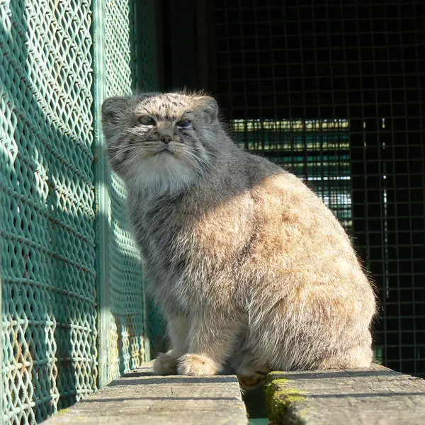 希少動物繁殖センターのマヌルネコの写真