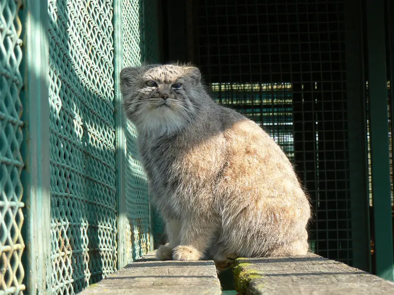 希少動物繁殖センターのマヌルネコの写真