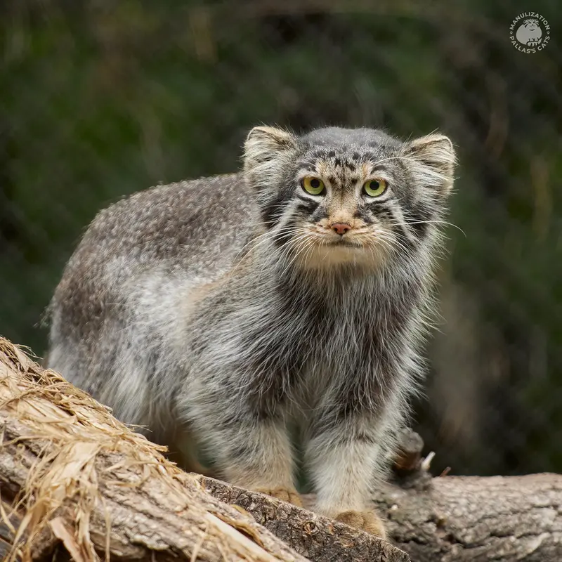 ノヴォシビルスク動物園のアールの写真