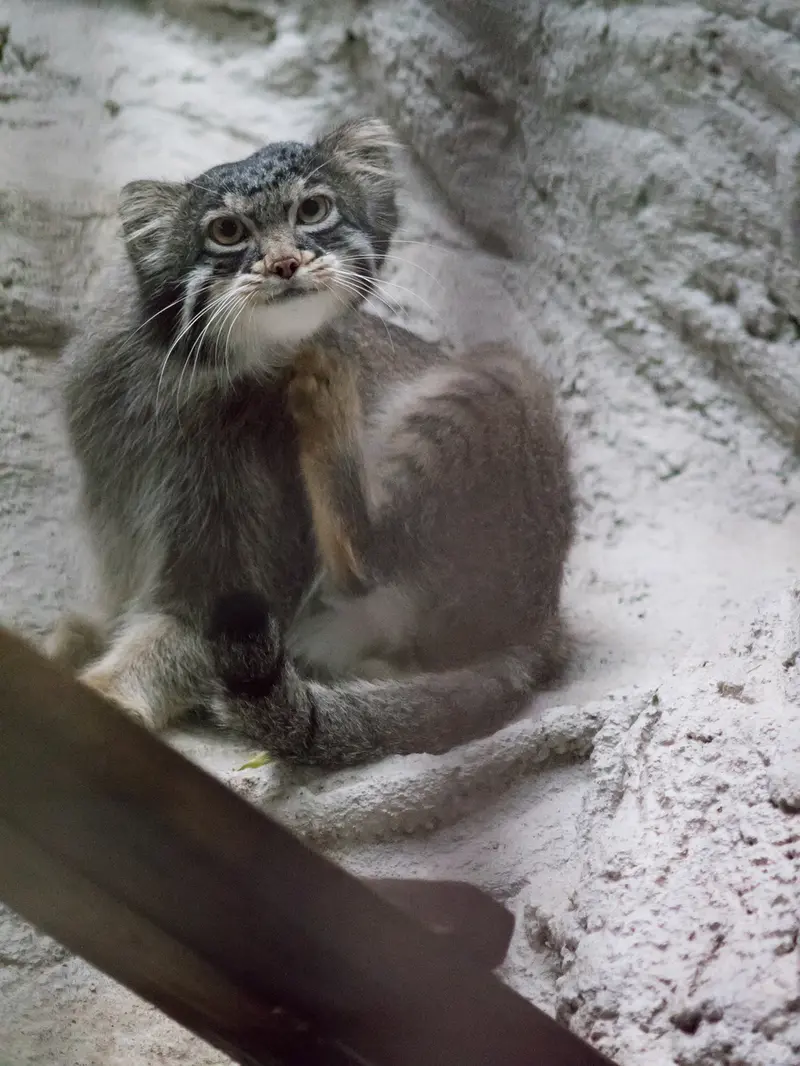 野毛山動物園のフィーガの写真