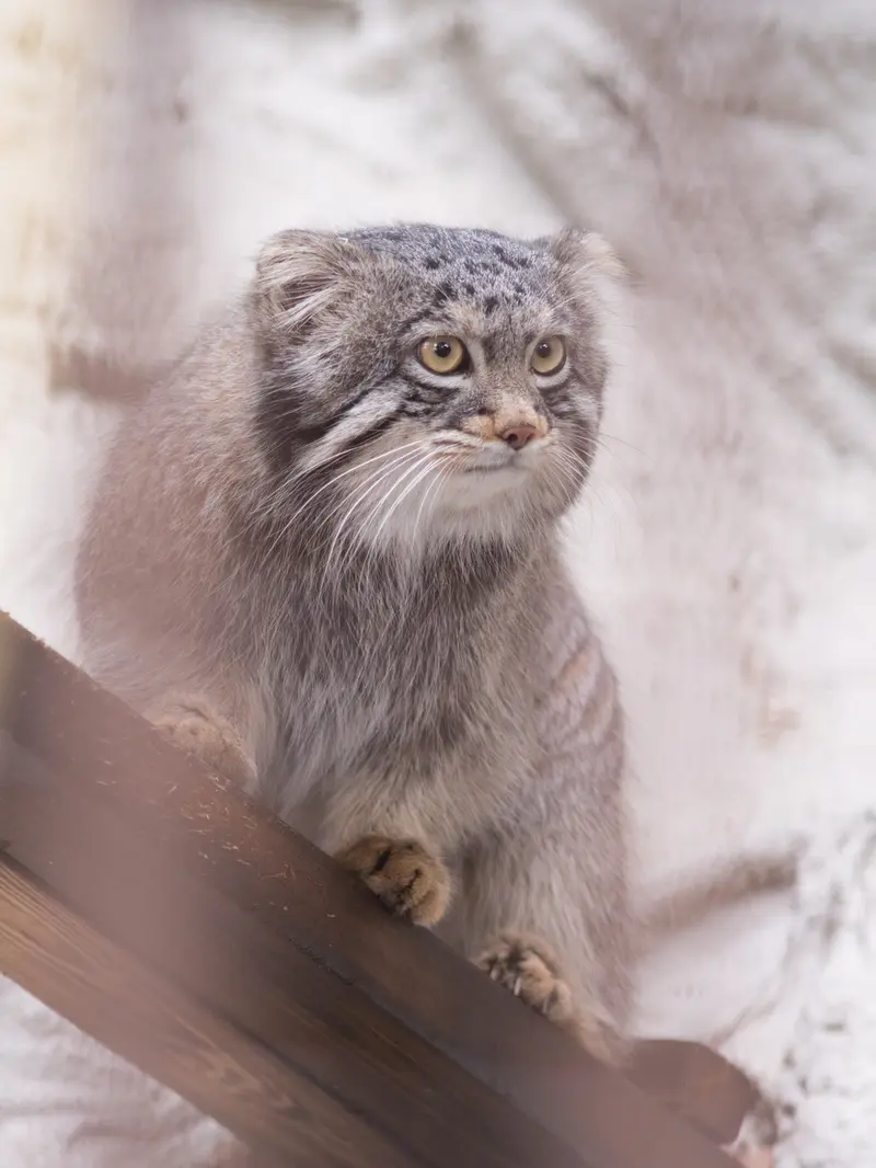 野毛山動物園のフィーガの写真