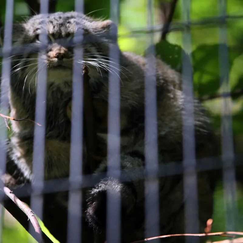 クラクフ動物園のツァスの写真