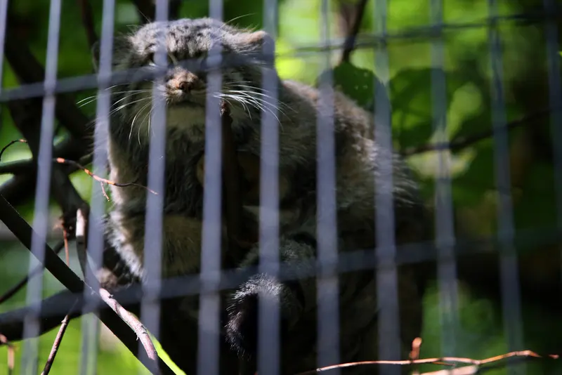 クラクフ動物園のツァスの写真