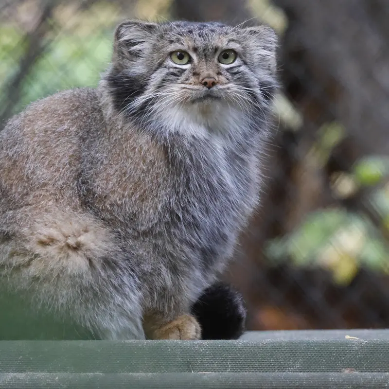 ノヴォシビルスク動物園のスネジャナの写真