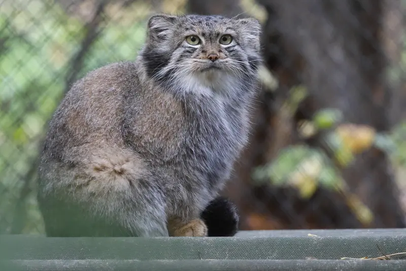 ノヴォシビルスク動物園のスネジャナの写真