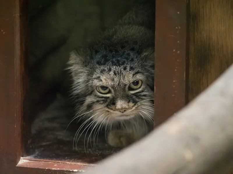 恩賜上野動物園のサフランの写真