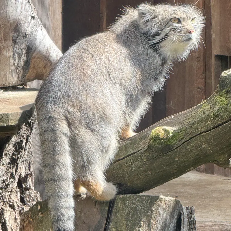 タリン動物園のマーズの写真
