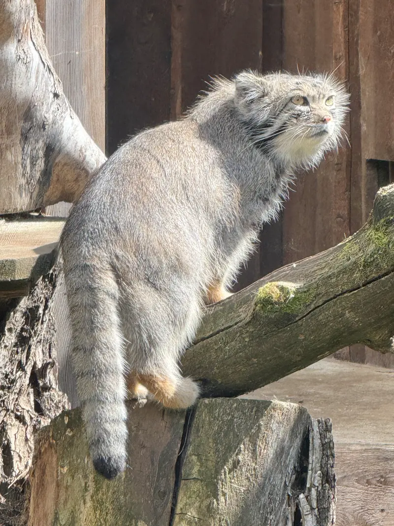 タリン動物園のマーズの写真