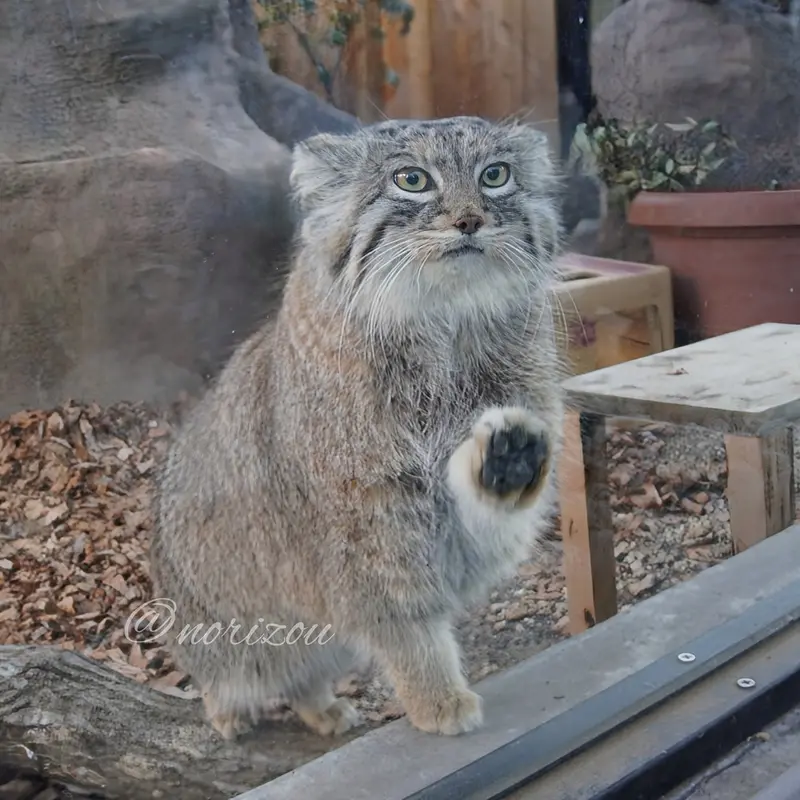 埼玉県こども動物自然公園のオリーヴァの写真