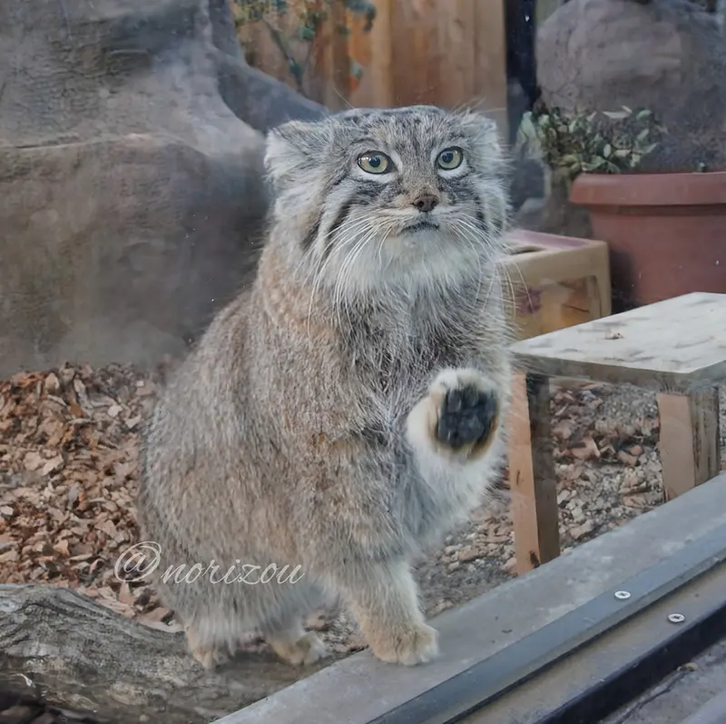 埼玉県こども動物自然公園のオリーヴァの写真
