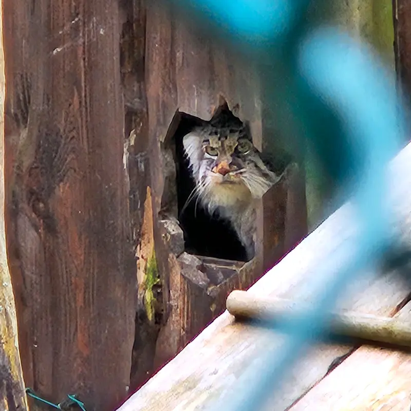 ラヌア動物園のモルッティの写真