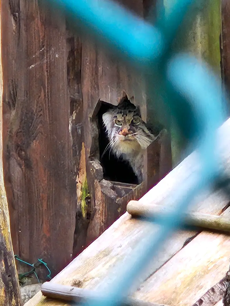 ラヌア動物園のモルッティの写真