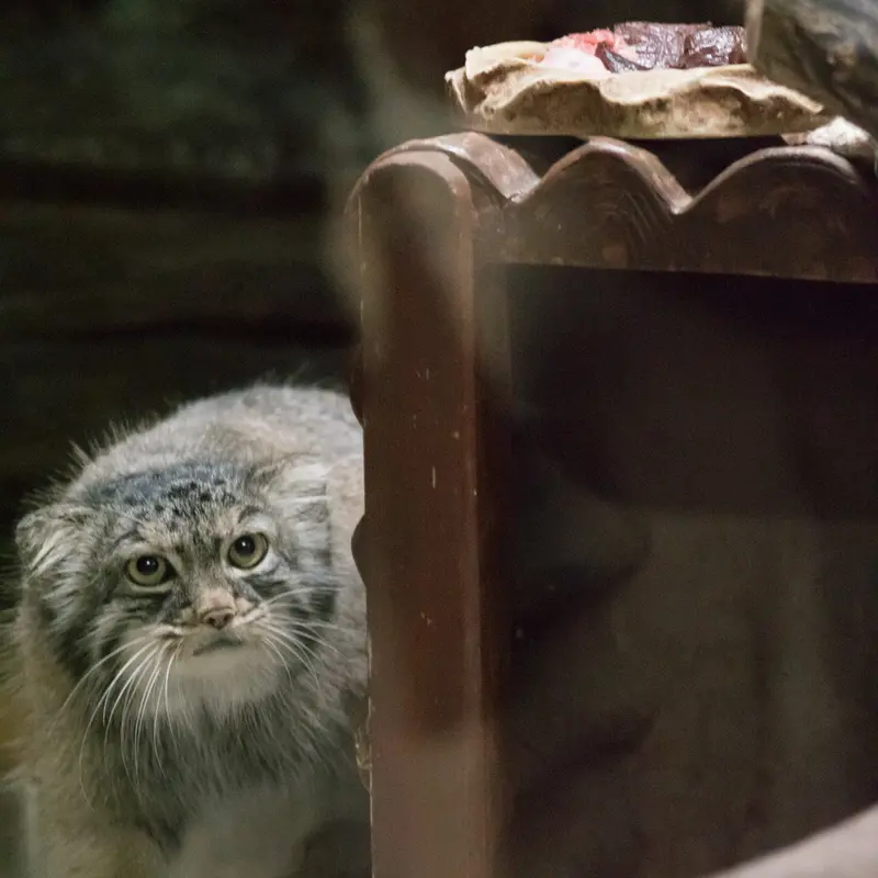 恩賜上野動物園のサフランの写真