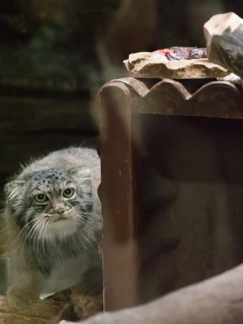 恩賜上野動物園のサフランの写真