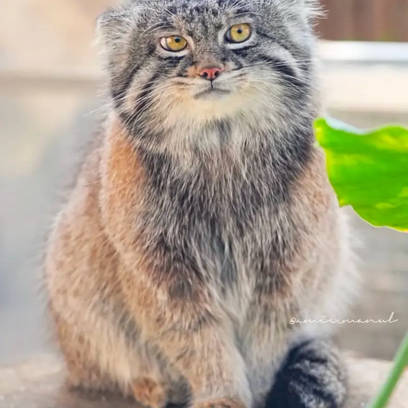 マヌルネコの写真