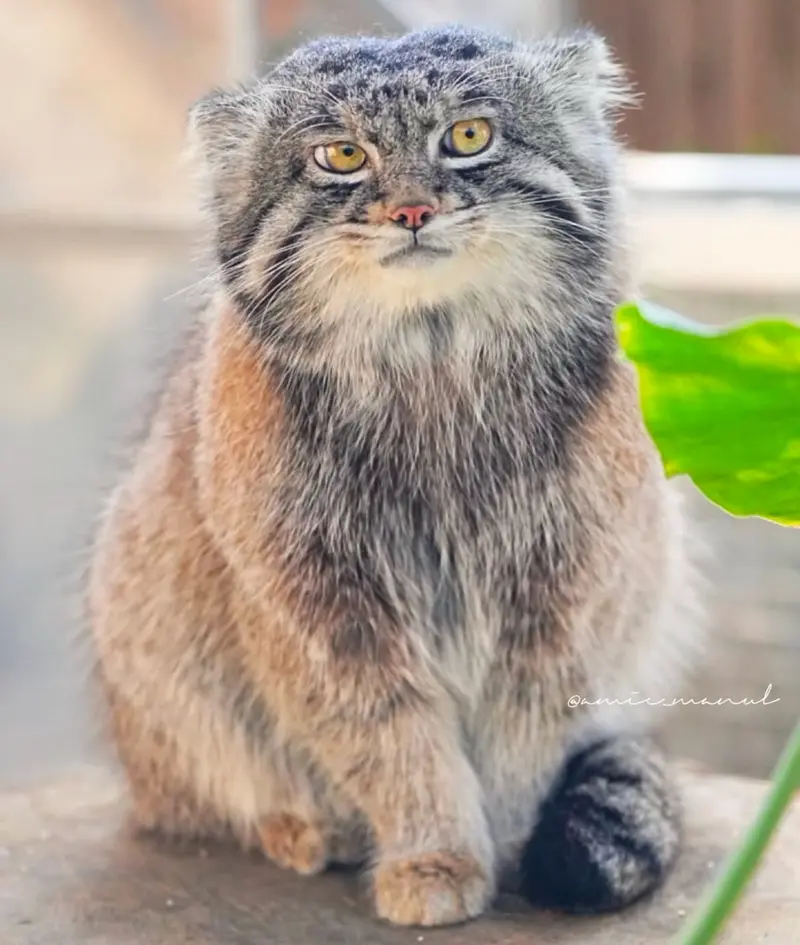マヌルネコの写真