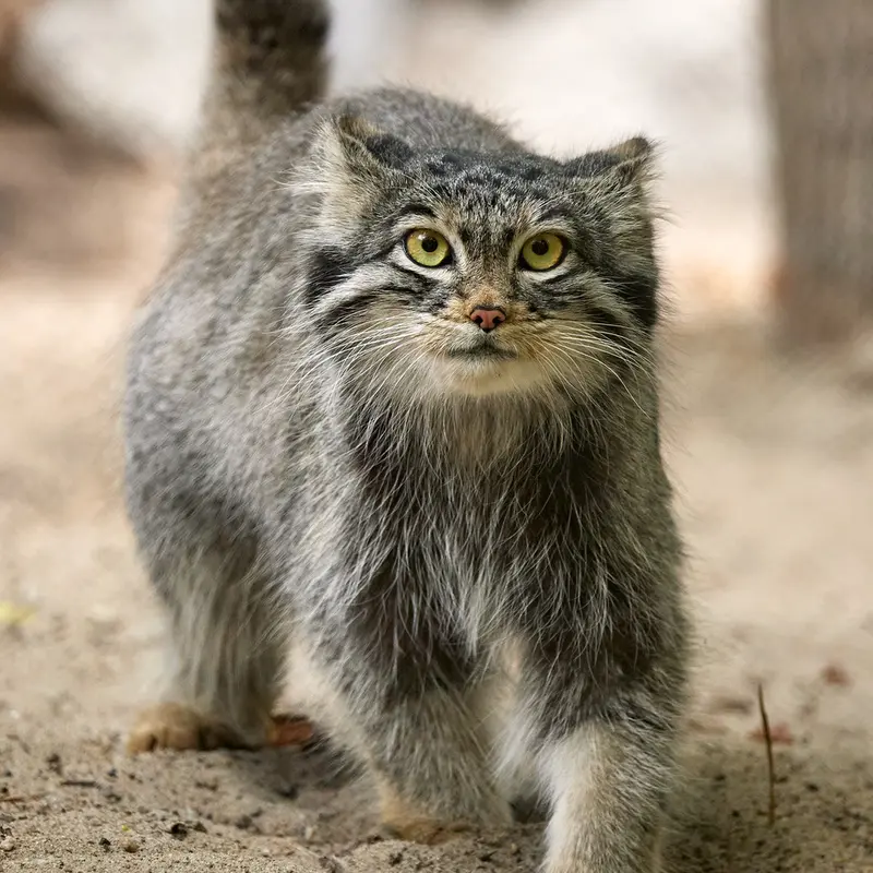 ノヴォシビルスク動物園のスネジンカの写真