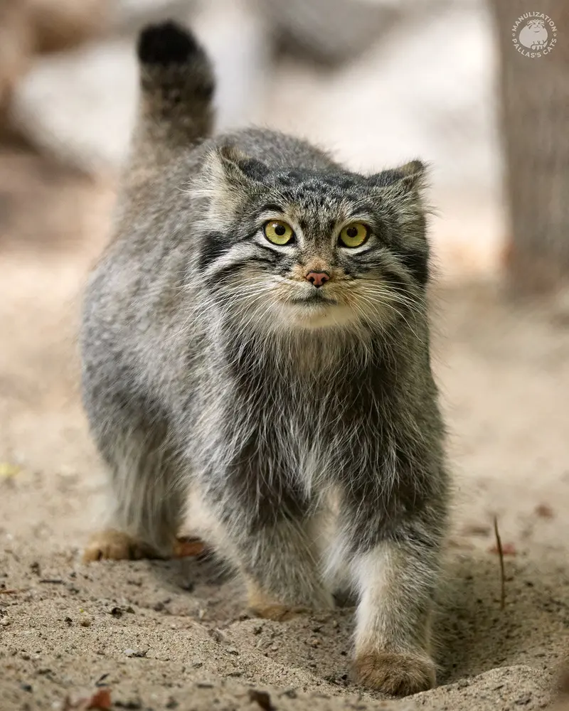 ノヴォシビルスク動物園のスネジンカの写真