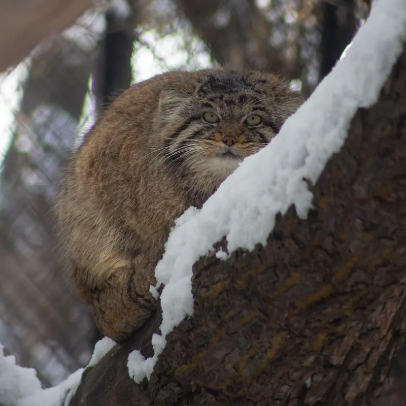 ノヴォシビルスク動物園のマヌルネコの写真