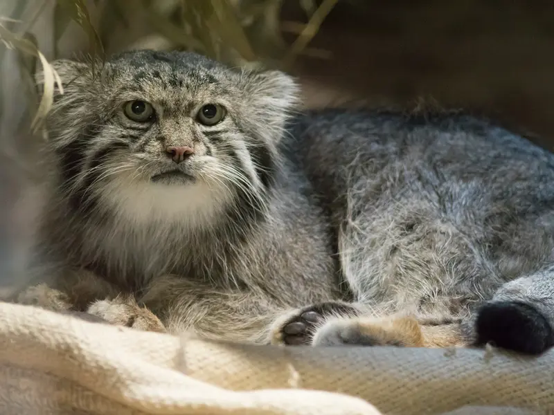 恩賜上野動物園のクリョンの写真