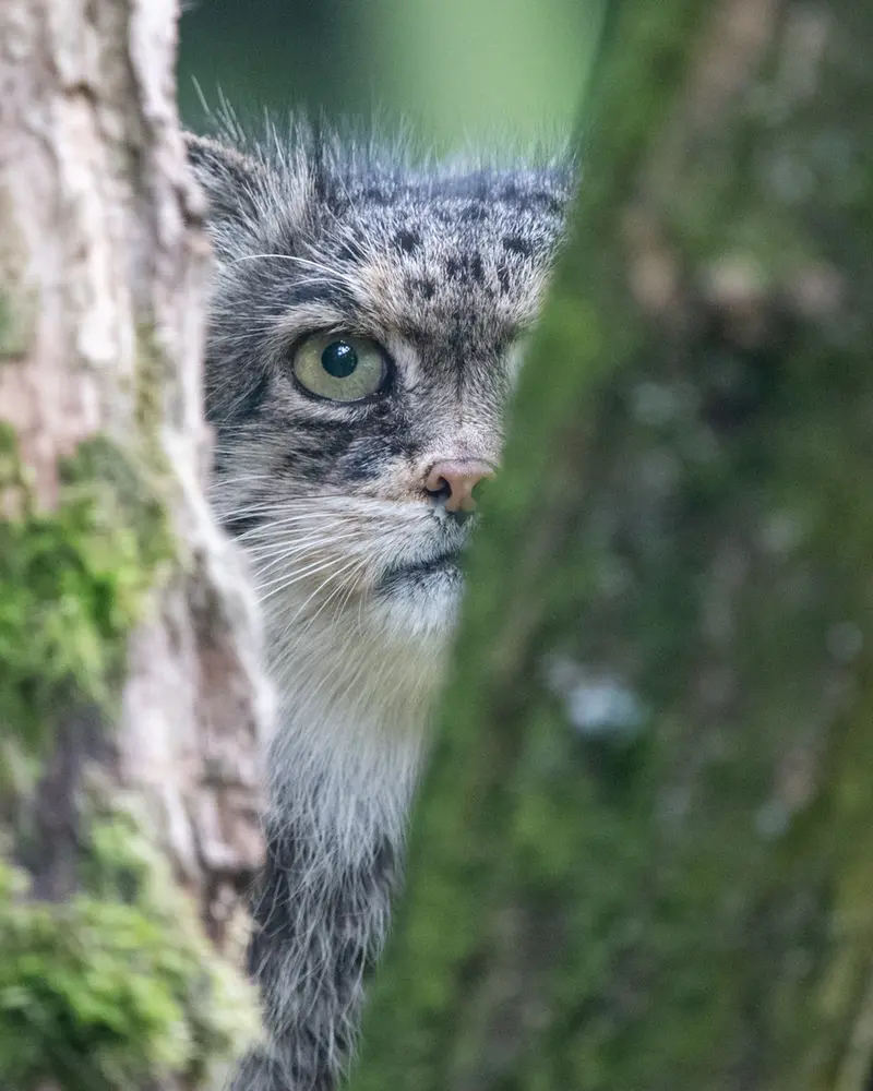 ウッチ動物園のパッツォの写真