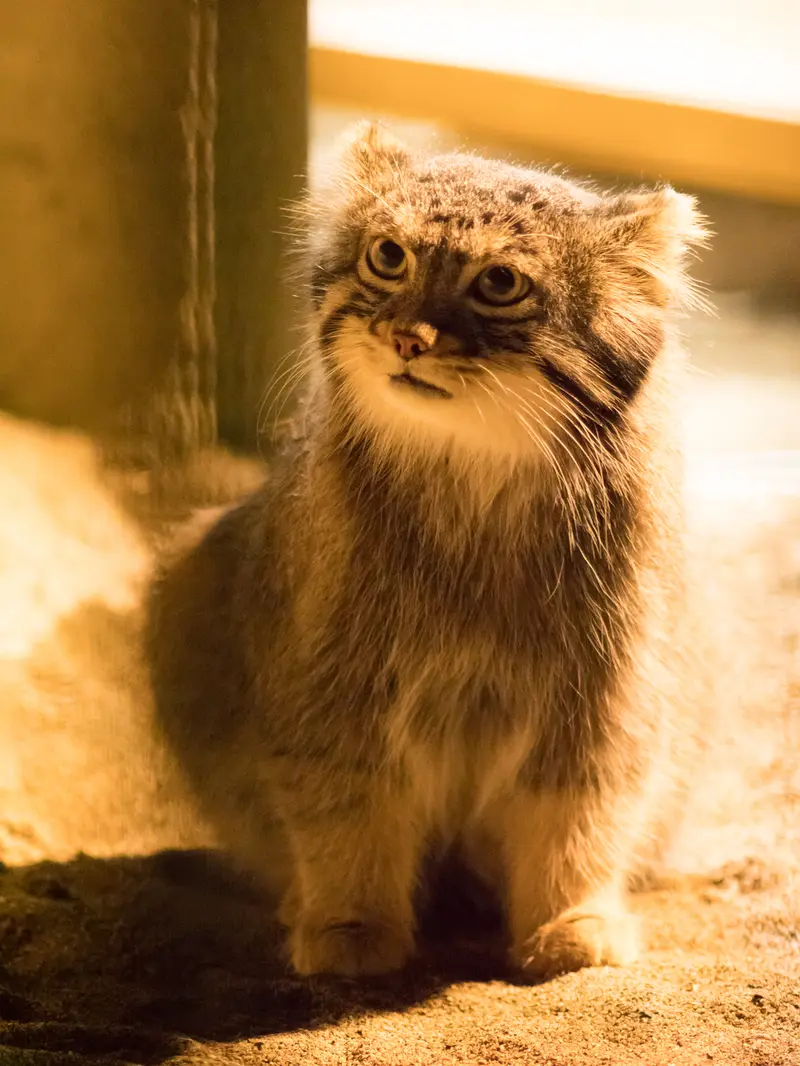 野毛山動物園のフィーガの写真