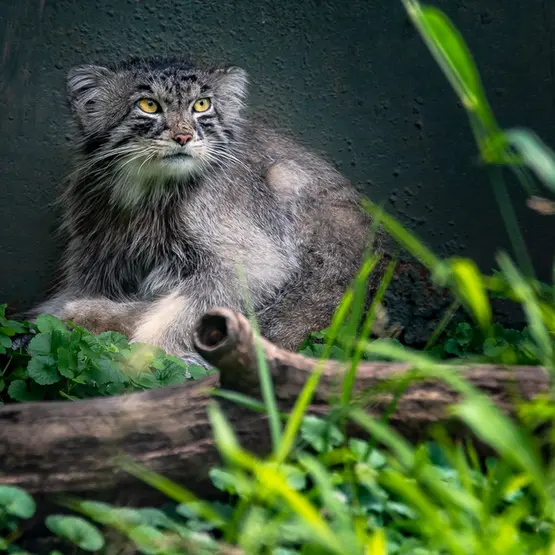 ニアビ動物園のタイ・チーの写真