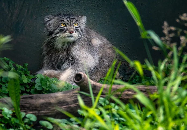 ニアビ動物園のタイ・チーの写真