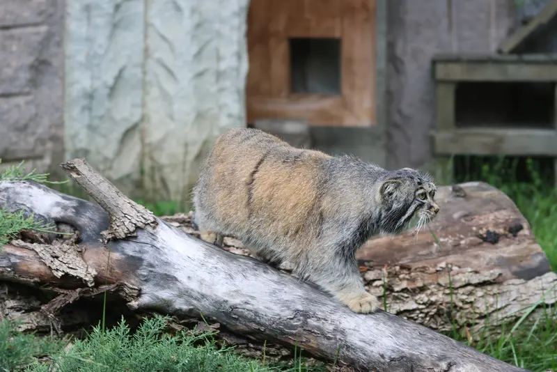 モスクワ動物園のティモフェイの写真