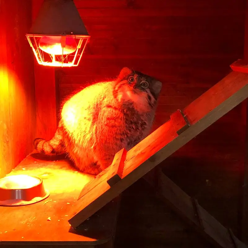 イジェフスク動物園（ウドムルト動物園）のアルタイの写真