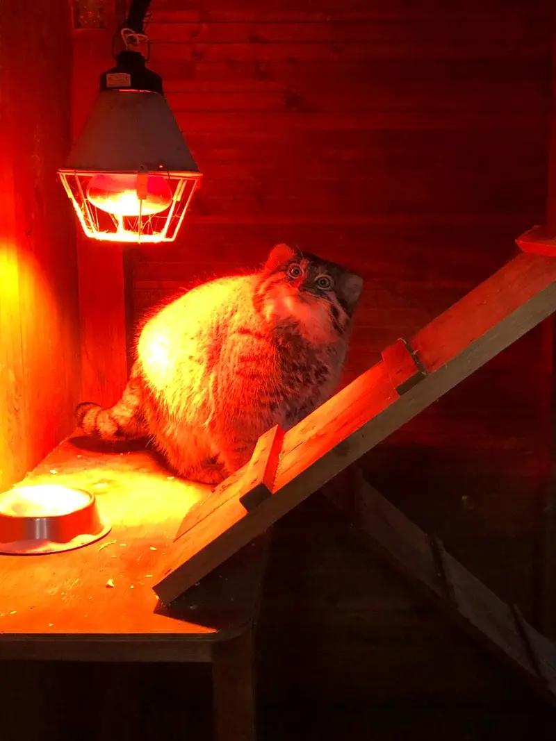 イジェフスク動物園（ウドムルト動物園）のアルタイの写真