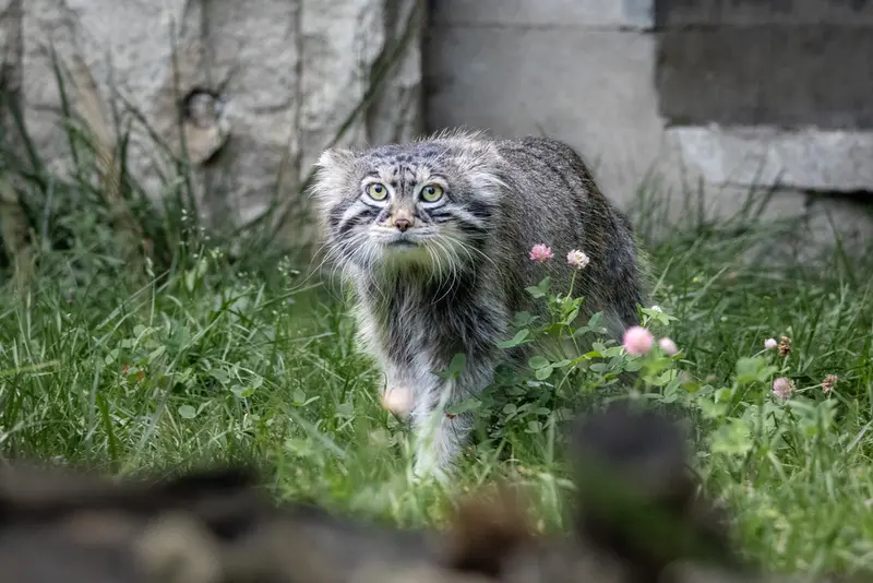 モスクワ動物園のティモフェイの写真