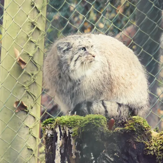 オペル動物園のフェイの写真