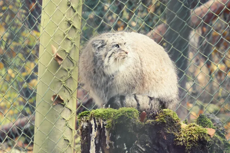 オペル動物園のフェイの写真