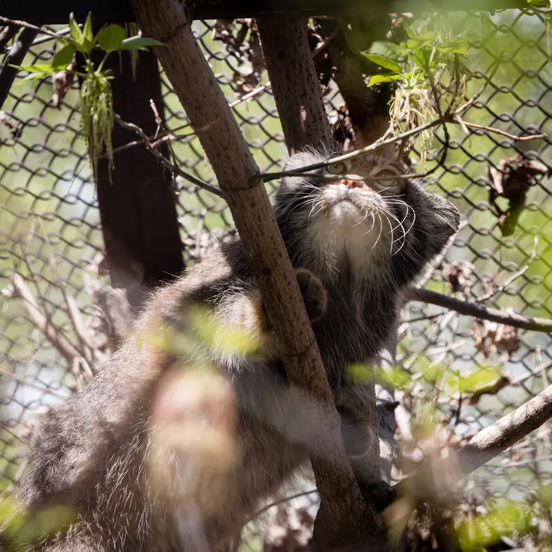 ノヴォシビルスク動物園のゾーシャの写真