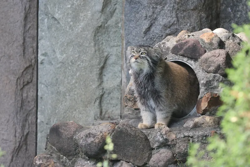 モスクワ動物園のティモフェイの写真