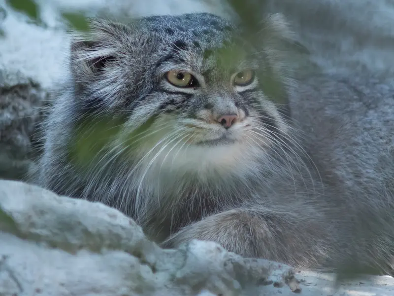野毛山動物園のフィーガの写真