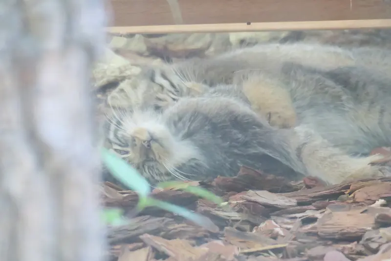 ブルノ動物園のマヌルネコの写真