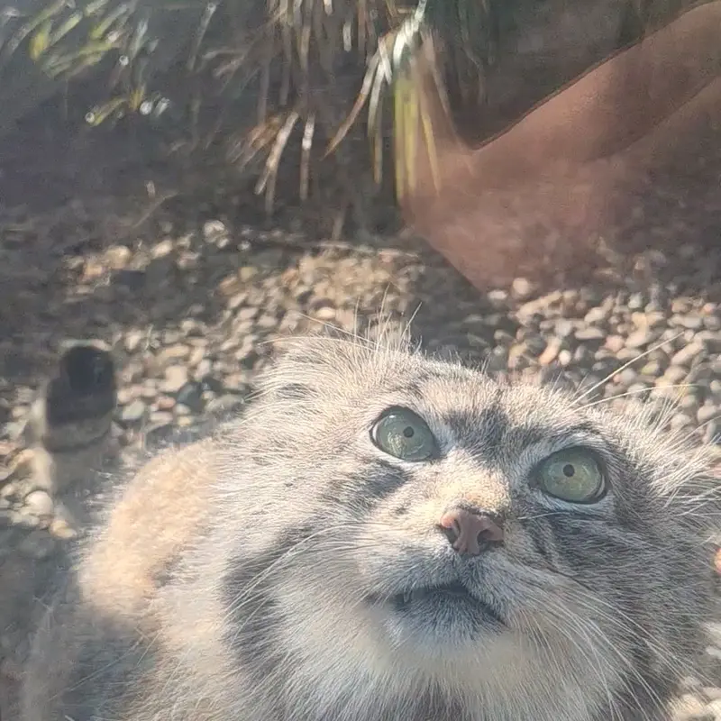 エディンバラ動物園のマヌルネコの写真